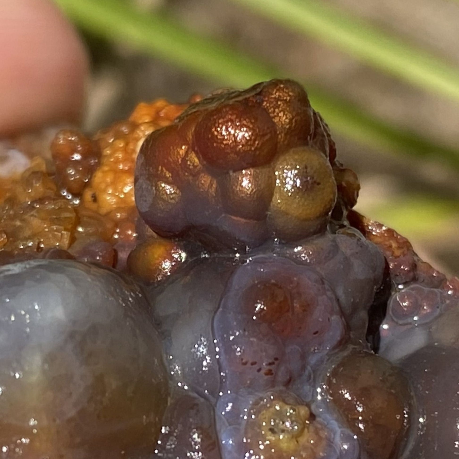 Close-up of a natural fire agate gem nodule on a piece of Slaughter Mountain Fire Agate Rough 