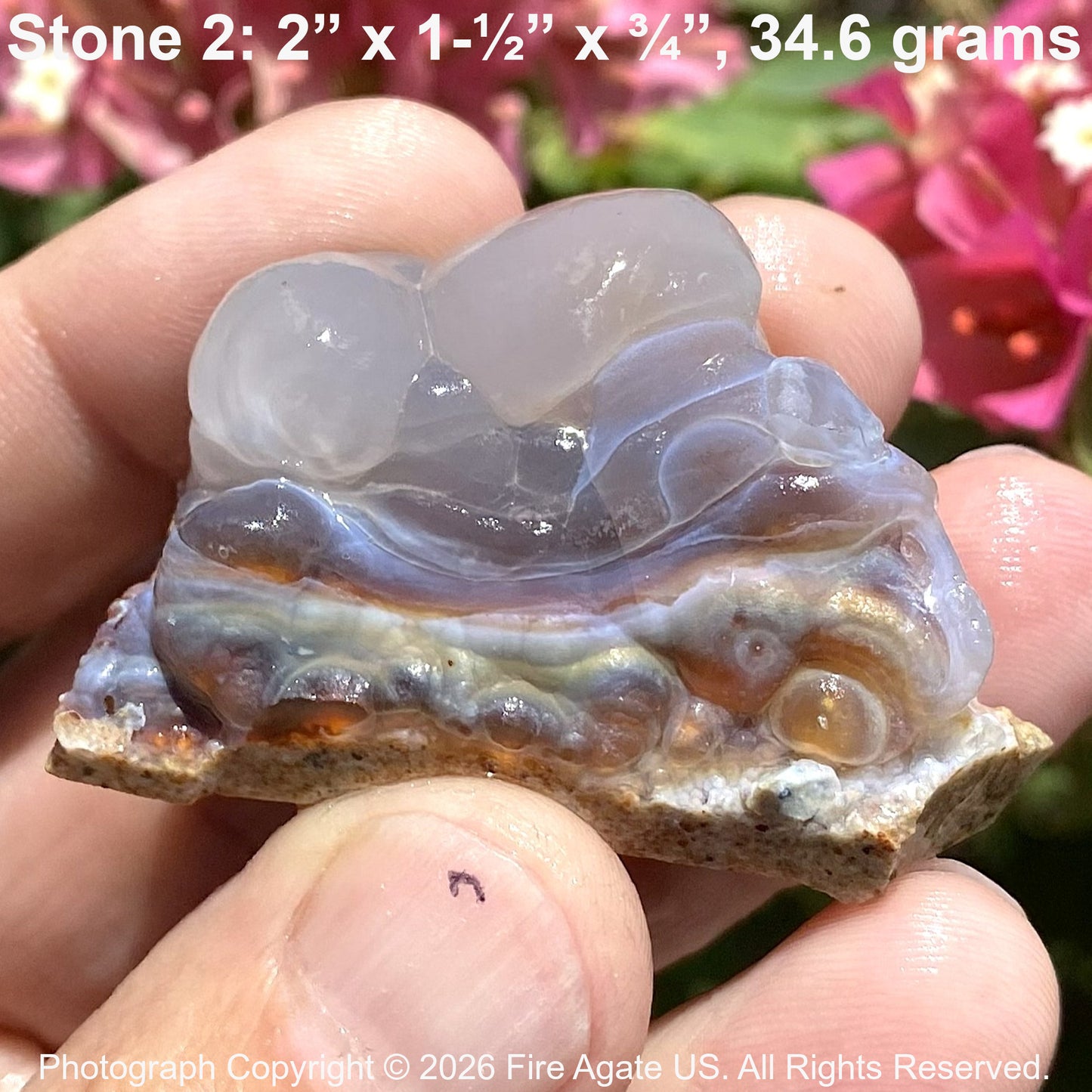 Hand holding a high grade piece of Slaughter Mountain Arizona fire agate rough with dimensions and weight displayed.