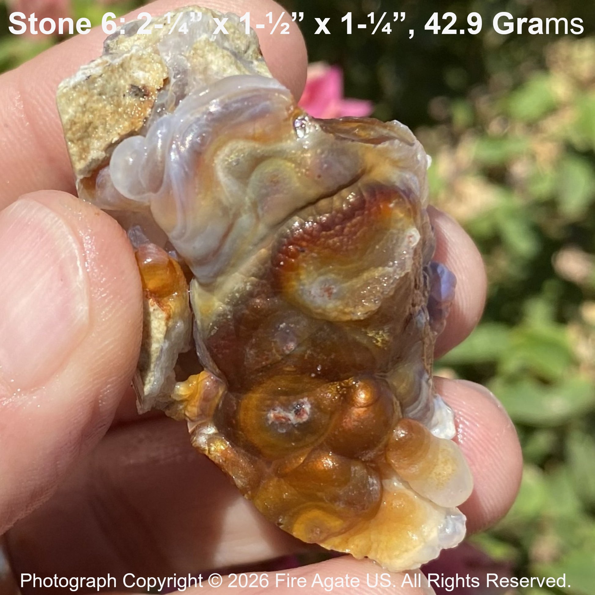 Hand holding a high grade piece of Slaughter Mountain fire agate rough with measurements and weight details