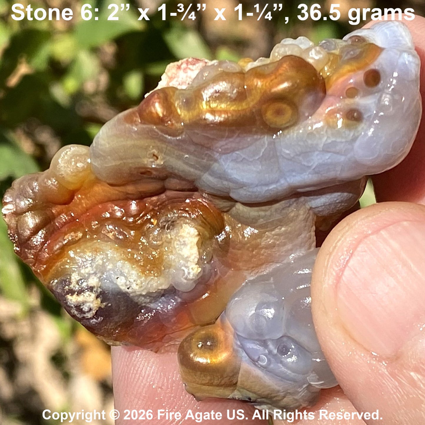 A hand holding a high grade piece of Slaughter Mountain fire agate gemstone rough labeled 'Stone 6: 2" x 1-3/4" x 1-1/4", 36.5 grams' with text overlay and copyright notice.