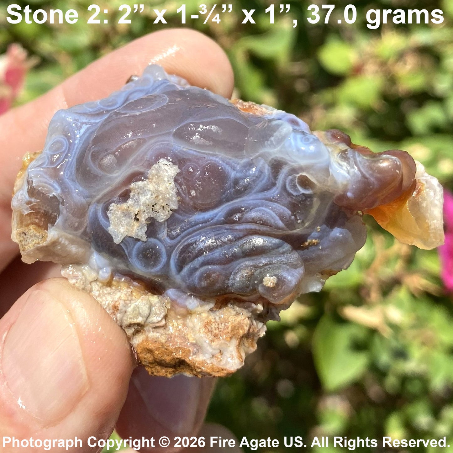 A hand holding a piece of fire agate rough outdoors, with green foliage in the background. Text at the top reads 'Stone 2: 2" x 1-3/4" x 1", 37.0 grams'