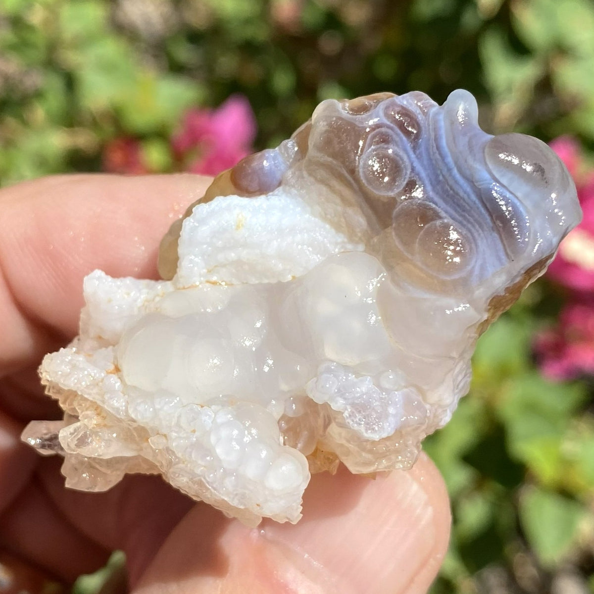 A hand holding a raw fire agate crystal cluster featuring a prominent mottled blue and white agate cap on a white quartz matrix, with a blurred green and pink garden background.